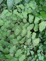 Adiantum