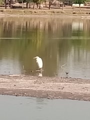 Ardea alba