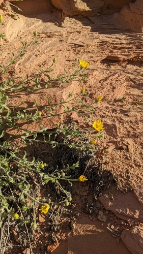 Image of Rough Hairy False Goldenaster (Heterotheca polothrix) by (c) Darrin Gobble, some rights reserved (CC BY)