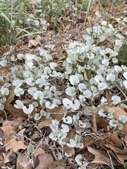 Dichondra argentea