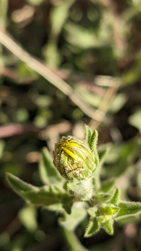 Image of Rough Hairy False Goldenaster (Heterotheca polothrix) by (c) Darrin Gobble, some rights reserved (CC BY)