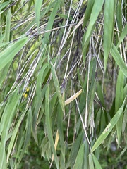Poaceae