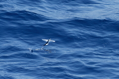 Cheilopogon melanurus