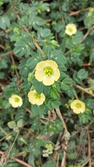 Kallstroemia maxima