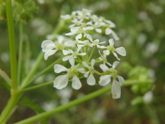 Anthriscus cerefolium