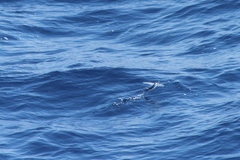 Cheilopogon melanurus