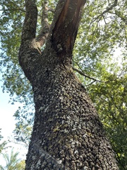 Anadenanthera colubrina