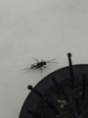 Evania appendigaster