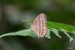 Mycalesis orseis