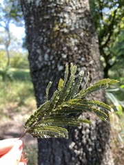 Anadenanthera colubrina