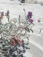 Astragalus magdalenae