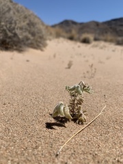 Astragalus sabulonum