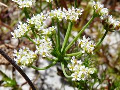 Dasispermum hispidum