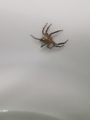 Plexippus petersi