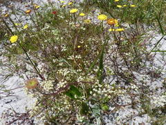 Dasispermum hispidum