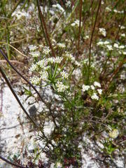 Dasispermum hispidum