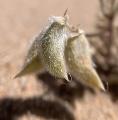 Astragalus sabulonum