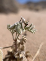 Astragalus sabulonum