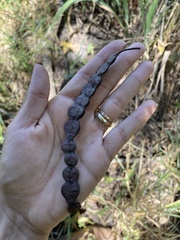 Anadenanthera colubrina