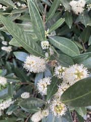 Colletes cunicularius