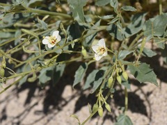 Chylismia claviformis integrior