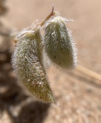 Astragalus sabulonum
