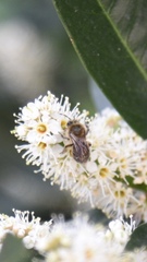 Colletes cunicularius