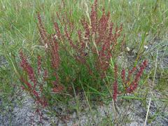 Rumex acetosella acetosella