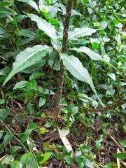 Arisaema formosanum