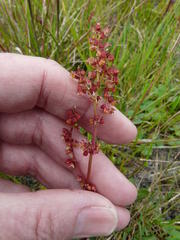 Rumex acetosella acetosella