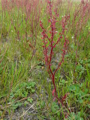 Rumex acetosella acetosella