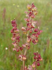 Rumex acetosella acetosella