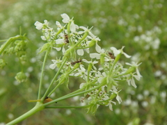 Anthriscus cerefolium