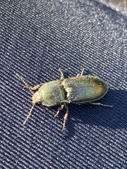 Selatosomus aeneus