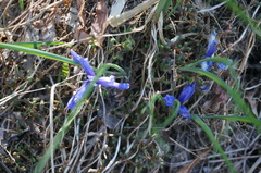 Iris ruthenica