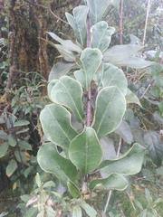 Pentacalia epiphytica