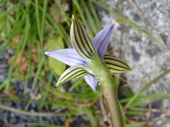 Romulea rosea australis