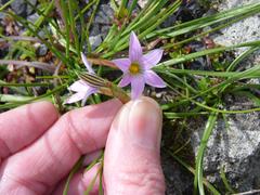 Romulea rosea australis