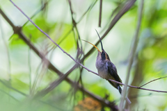 Phaethornis eurynome