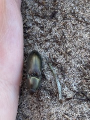 Selatosomus aeneus