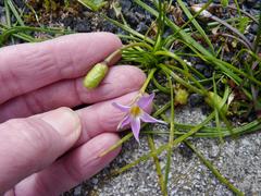 Romulea rosea australis