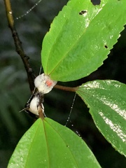 Okiscarta uchidae