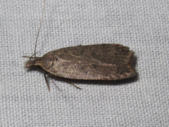 Dichomeris ventrellus