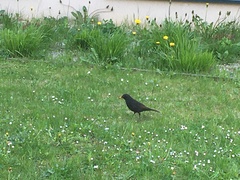 Turdus merula