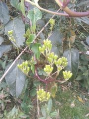 Pentacalia epiphytica