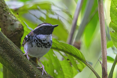 Myrmoderus loricatus