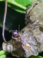 Okiscarta uchidae