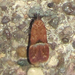 Eudactylota iobapta - Photo (c) Chuck Sexton, algunos derechos reservados (CC BY-NC), subido por Chuck Sexton