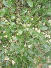 Azorella biloba