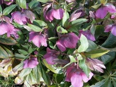 Helleborus lividus